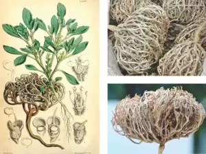 Maryam Flower মরিয়ম ফুল বাচ্চা হওয়ানোর এক মহাঔষধ -1 Piece standerd Size